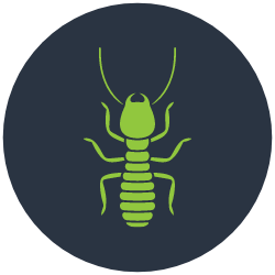 Termite Control