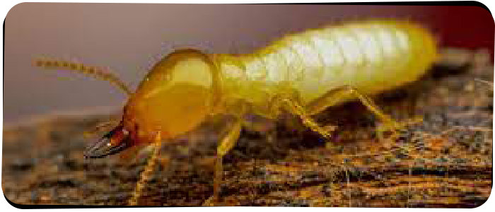 Termite Control Melbourne