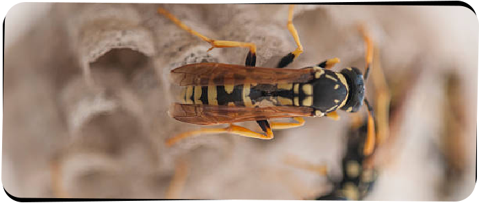 Wasp Removal Melbourne