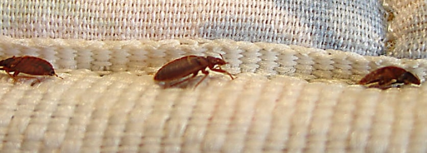 bed bug control melbourne  2