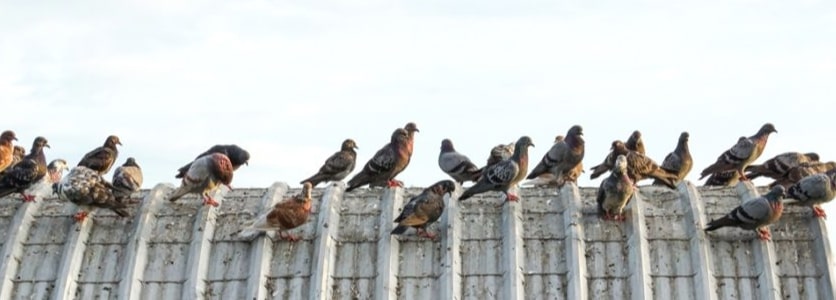 bird control melbourne