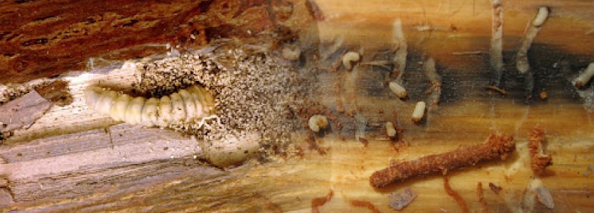 borer control melbourne