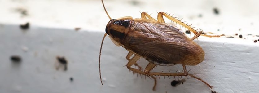 cockroach control melbourne