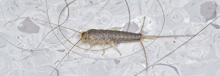 silverfish control melbourne